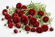 The Ranunculus Collection - Ranunculus Red 40-50CM (100 STEMS / BX)
