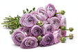 Next Day Delivery - RANUNCULUS MILKA 35cm 10st - Lila - 120 Stems [LIMITED]
