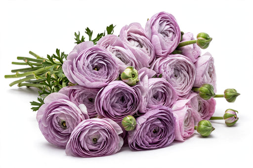 Next Day Delivery - RANUNCULUS MILKA 35cm 10st - Lila - 120 Stems [LIMITED]