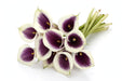 Next Day Delivery - CALLA MINI PICASSO 50cm 10st - Bicolor White/Purple - 70 Stems [LIMITED]