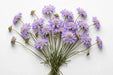 Next Day Delivery - SCABIOSA SOFT 50cm 10st X100 - Lavender - 100 Stems [LIMITED]