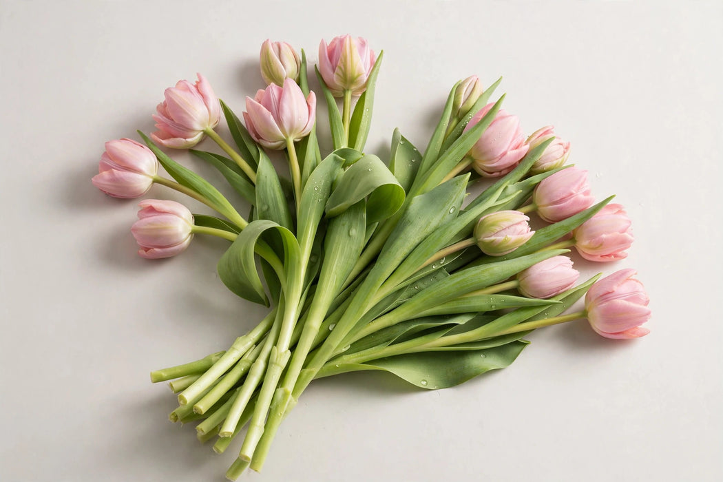 Tulip Collective - Tresor 40cm 35gr (50 STEMS / BX)