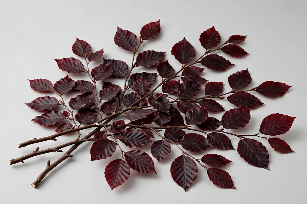 Next Day Delivery - Copper Beech Burgundy 15BU/BX