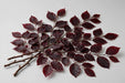 Next Day Delivery - Copper Beech Burgundy 15BU/BX