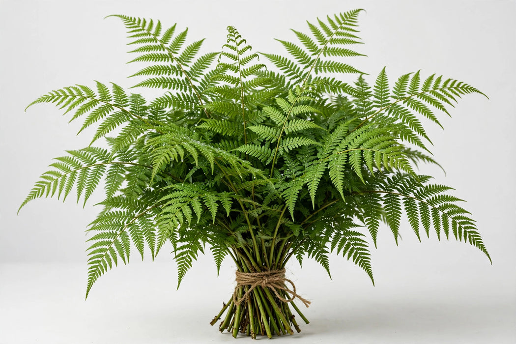 Tree Fern 30BU/BX