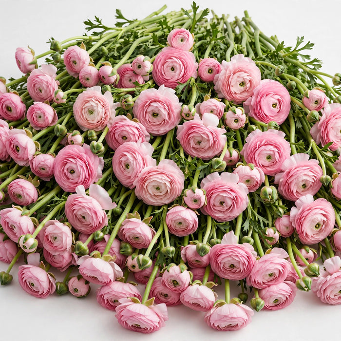 The Ranunculus Collection - Romance Ranunculus Seine Pink 30-40CM (100 STEMS / BX)