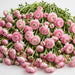 The Ranunculus Collection - Romance Ranunculus Seine Pink 30-40CM (100 STEMS / BX)