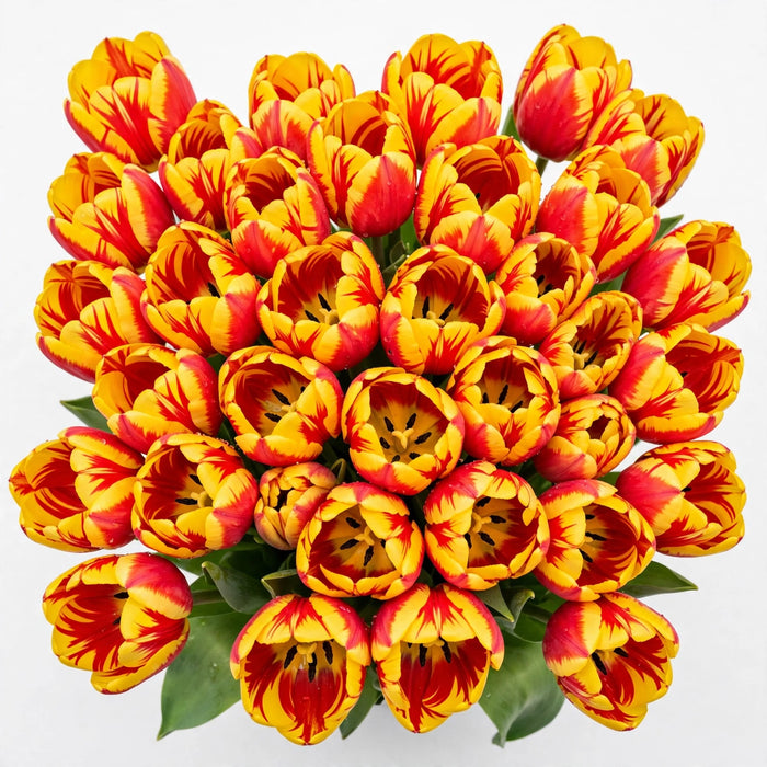 Tulip Collective - Lech Walesa 40Cm 40Gr - Bicolor Red/Yellow - 150 Stems