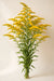 Next Day Delivery - Solidago 70CM 15BU/BX