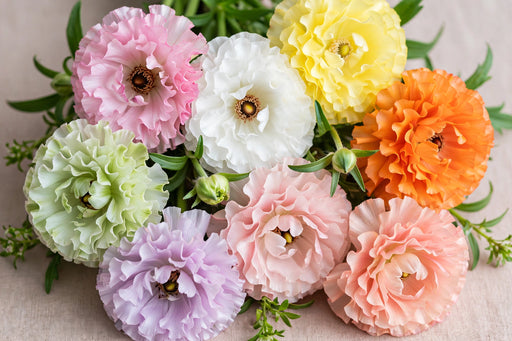 Ranunculus Flower Collection - Butterfly Ranunculus Assorted 8 Colors 40-50CM (120 STEMS / BX)