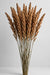 Next Day Delivery - Majestic Millet 10BU/BX