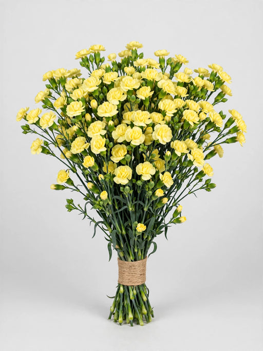 Mini Carnation Yellow Xanthe - 15 Bunches