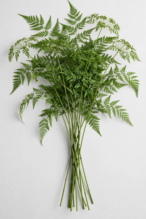 Next Day Delivery - Umbrella Fern Aus 10/BU/BX