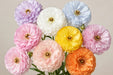 Ranunculus Flower Collection - Butterfly Ranunculus Assorted 7 Colors 50-60CM (120 STEMS / BX)