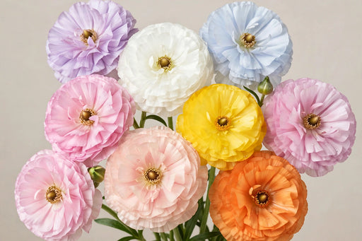 Ranunculus Flower Collection - Butterfly Ranunculus Assorted 7 Colors 50-60CM (120 STEMS / BX)