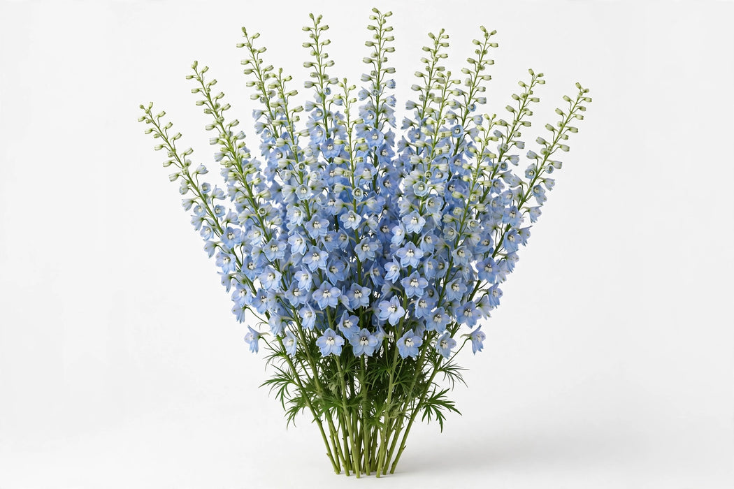 Next Day Delivery - DELPHINIUM BE SKY WALTZ 70cm 10st - Light Blue - 200 Stems [LIMITED]