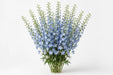 Next Day Delivery - DELPHINIUM BE SKY WALTZ 70cm 10st - Light Blue - 200 Stems [LIMITED]