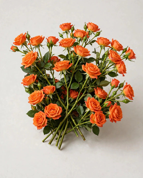 Spray Roses Orange Babe 40cm 100ST/BX