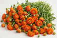 The Ranunculus Collection - Ranunculus Orange 30-40CM (100 STEMS / BX)