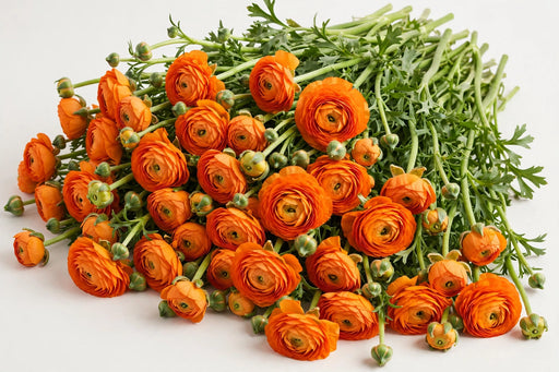 The Ranunculus Collection - Ranunculus Orange 30-40CM (100 STEMS / BX)