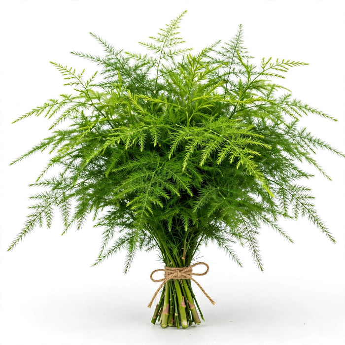 Plumosus - 30 Bunches/Box
