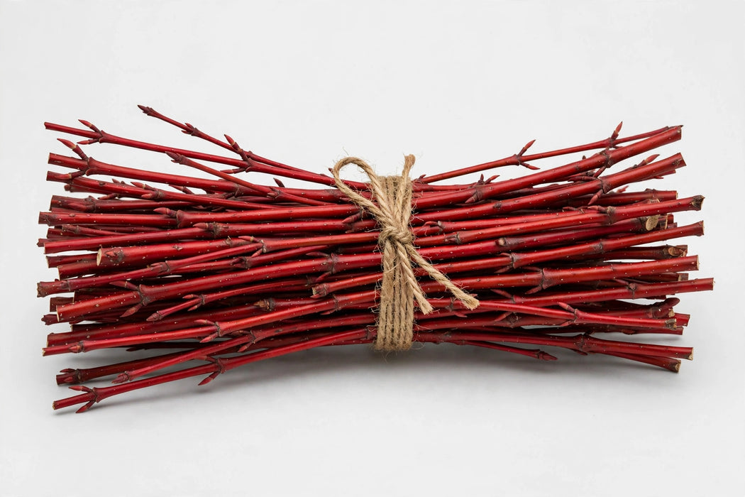 Dogwood Red Twig Med 10BU/BAG