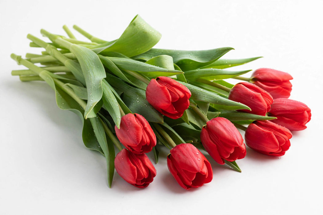 Tulip Collective - Ile De France 37cm 35gr (50 STEMS / BX)