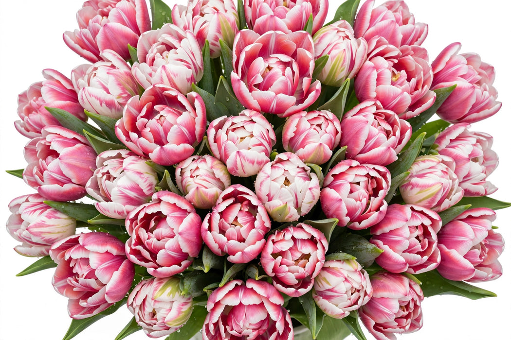 Tulip Collective - Dyed Frost Double Columbus 37Cm 35Gr - Bicolor Pink-White - 150 Stems