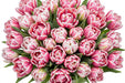 Tulip Collective - Dyed Frost Double Columbus 37Cm 35Gr - Bicolor Pink-White - 150 Stems