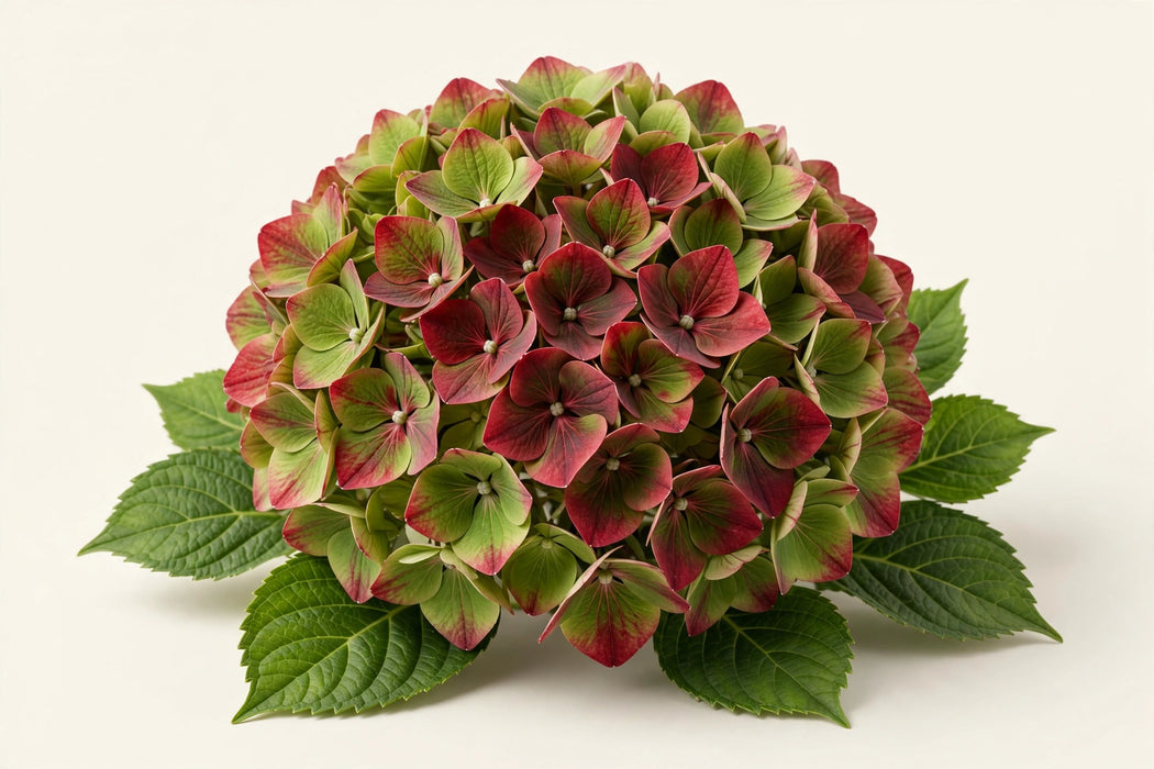 Hydrangea Classic Royal Palace Green/red 60CM 16CM - Bicolor Red/Green - 10 Stems