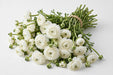 The Ranunculus Collection - Ranunculus White 30-40CM (100 STEMS / BX)