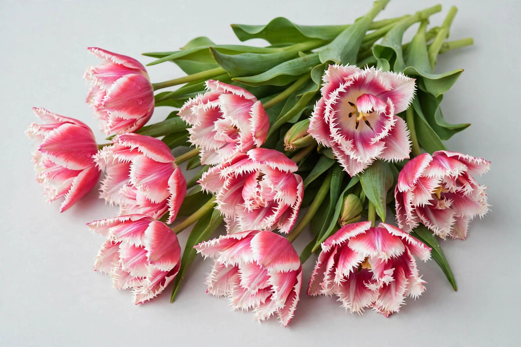 Tulip Collective - Frill Queensland 30cm 35gr (50 STEMS / BX)