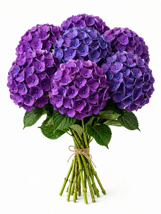 Hydrangea Elite Purple - 30 Stems/Box