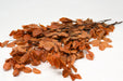Next Day Delivery - PRESER COPPER BEECH ASSORTED 80cm 5st 80cm 5st - Assorted - 30 Stems [LIMITED]