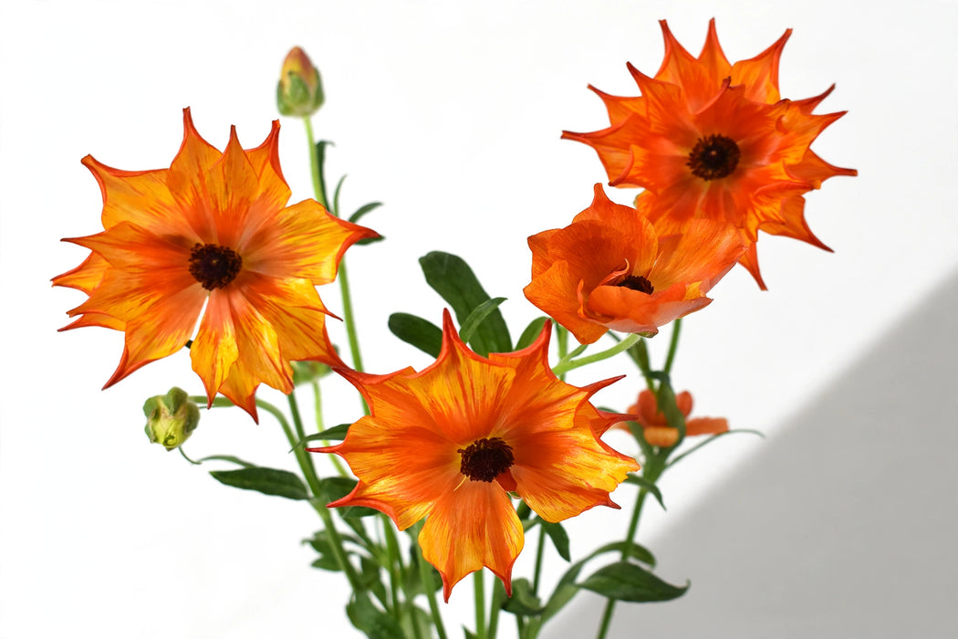 Ranunculus Flower Collection - Butterfly Ranunculus Minoan Orange 50-60CM (120 STEMS / BX)