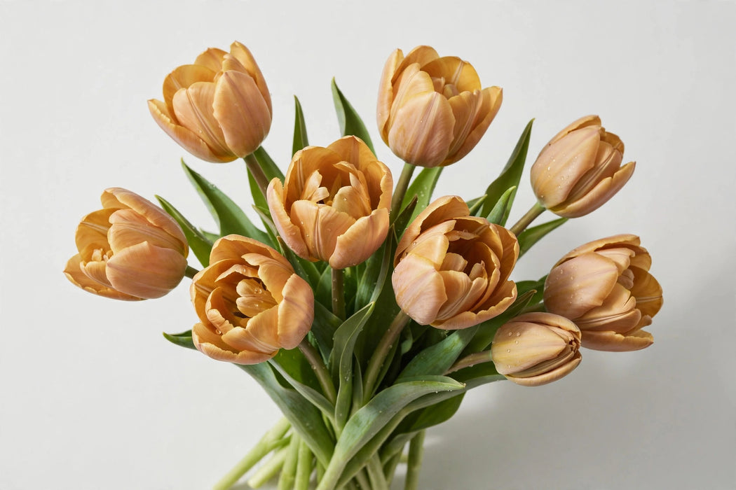 Tulip Collective - Dyed Soft Caramel 37cm 35gr (50 STEMS / BX)