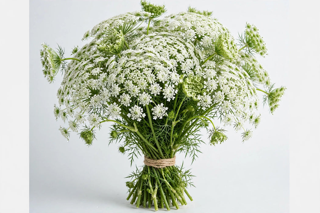 Queen Anns Lace - 10 Bunches/Box