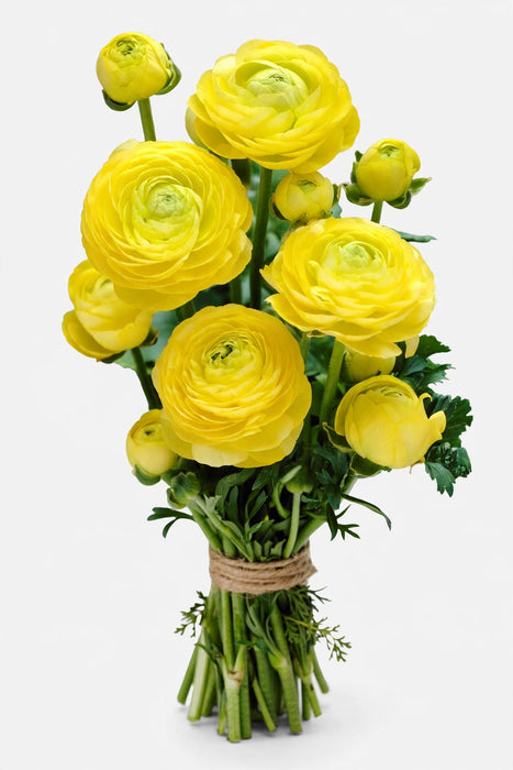 Ranunculus Yellow 40cm - 120 Stems/Box