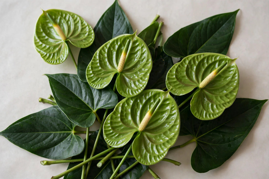 Next Day Delivery - Anthurium Green Med 24ST/BX