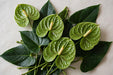 Next Day Delivery - Anthurium Green Med 24ST/BX