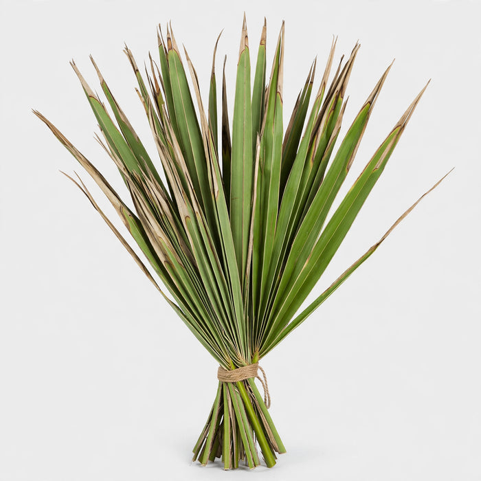 Dried Palm Spear Natural - 40 Bunches/Box