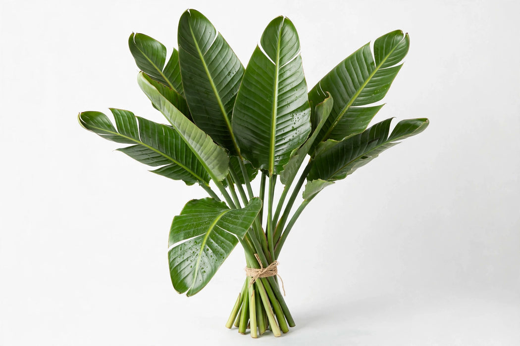 Bird Leaves - 50 Stems/Box