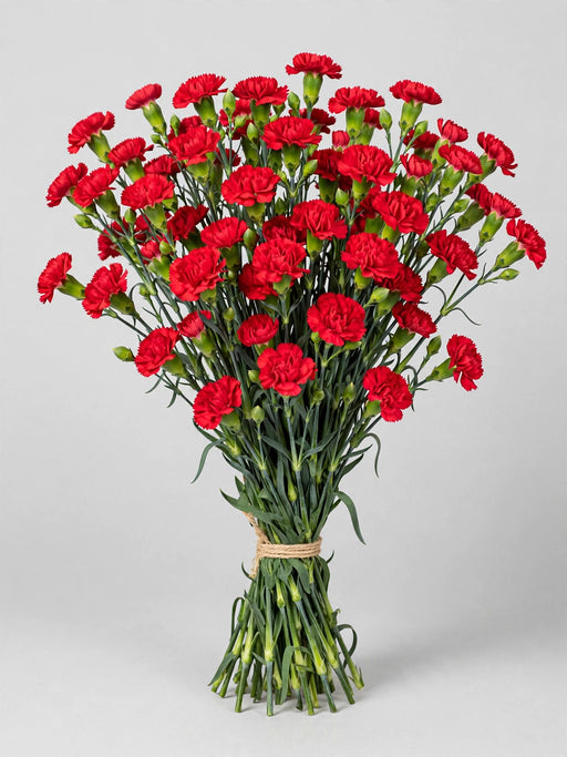 Mini Carnation Red Zumba - 15 Bunches