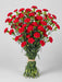 Mini Carnation Red Zumba - 15 Bunches