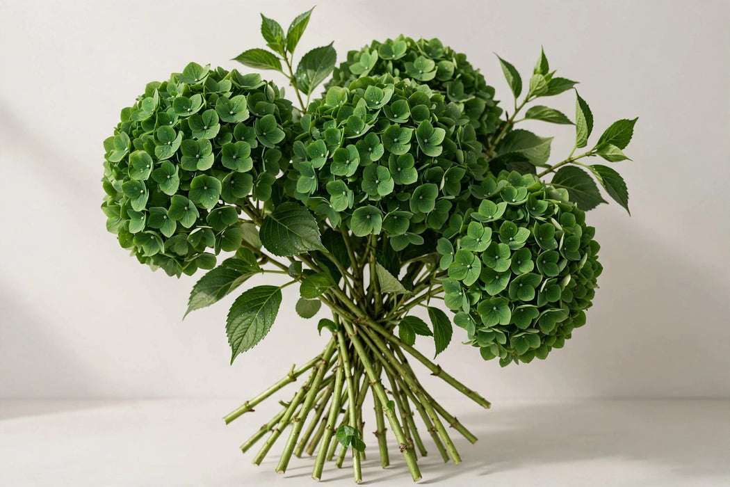 Premier Hydrangea Collection - Hydrangea Emerald Green - 40 Stems/Box