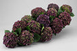 Hydrangea Classic Magical Revolution Purple/green 60CM 16CM - Bicolor Purple/Green - 20 Stems