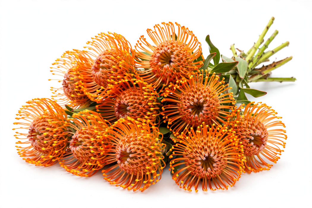 Next Day Delivery - PINCUSHION SUCCESSION 50cm - Orange - 50 Stems [LIMITED]