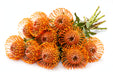 Next Day Delivery - PINCUSHION SUCCESSION 50cm - Orange - 50 Stems [LIMITED]
