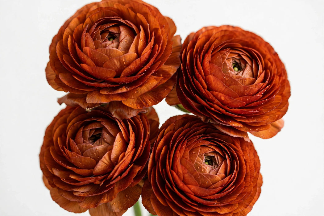 Ranunculus Flower Collection - Ranunculus Dark Orange 40-50CM (120 STEMS / BX)