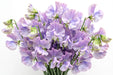 Next Day Delivery - LATHYRUS SUMIRE PREMIUM 45cm 25st - Lavender - 100 Stems [LIMITED]
